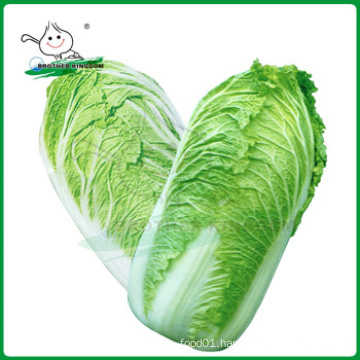 Fresh chinese cabbage/Cabbage from China/New crop cabbage